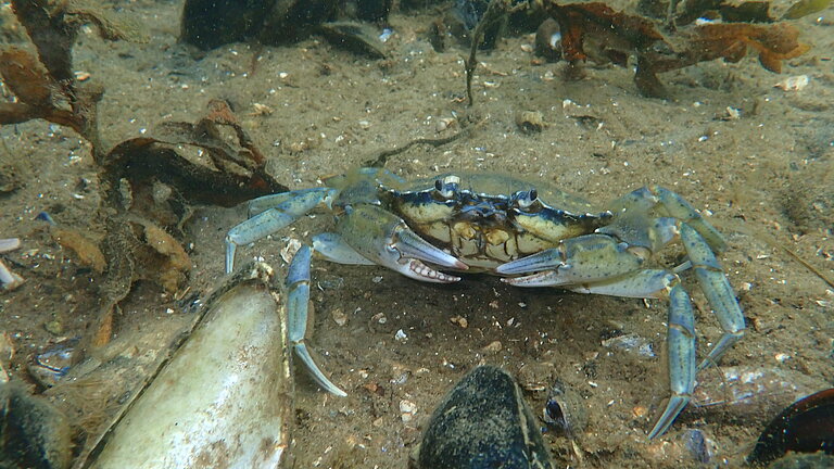A shore crab underwater. It looks at the camera and raises its claw menacingly.