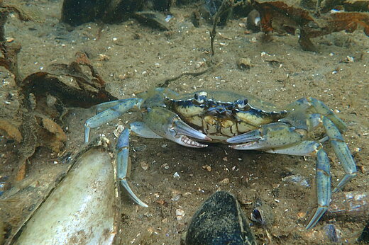 A shore crab underwater. It looks at the camera and raises its claw menacingly.
