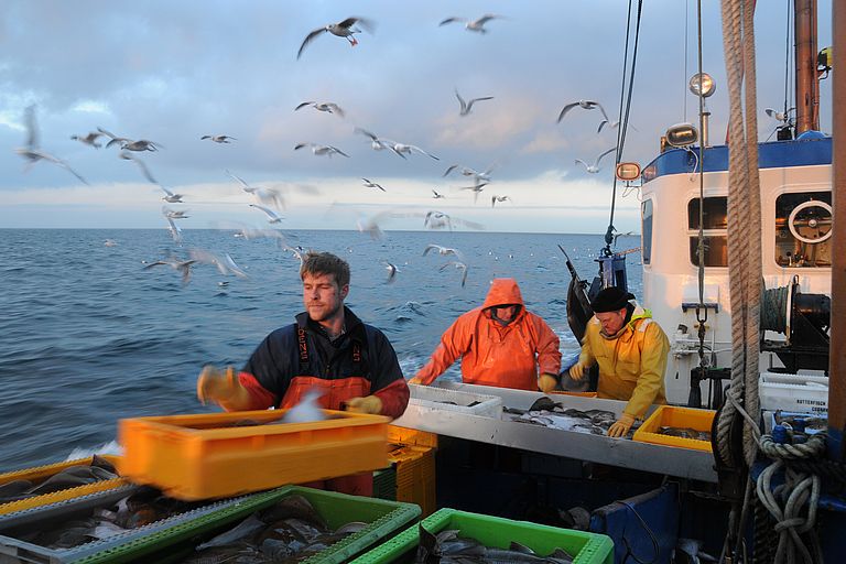 Fishery at the Baltic Sea. Kiel researchers show how hydrographic conditions influence the distribution of eggs and thus the development of important stocks. Photo credit: Maike Nicolai, GEOMAR