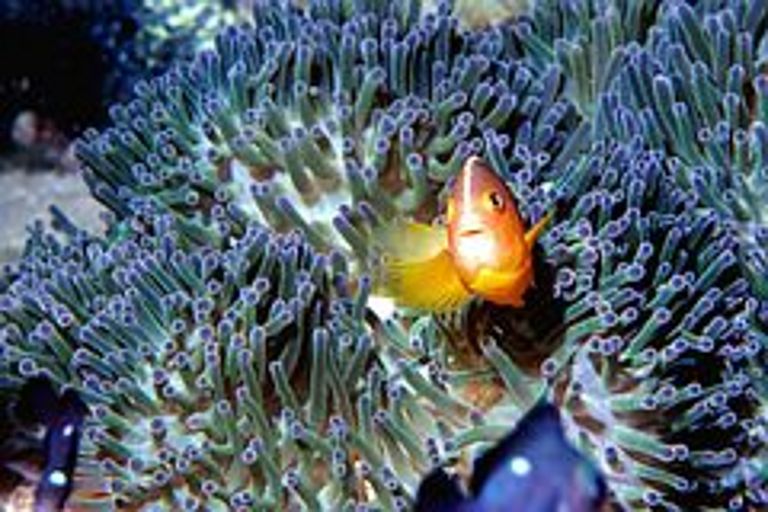 Das GAME-Netzwerk wirkt in die Zukunft. Der ehemalige GAME-Teilnehmer Ramadian Bachtiar aus Indonesien stellt seine Fotoausstellung "Voices from the Sea" zum Verkauf. Der Erlös soll in Stipendien für zukünftige GAME-Teilnehmer fließen. Foto: Ramadian Bachtiar