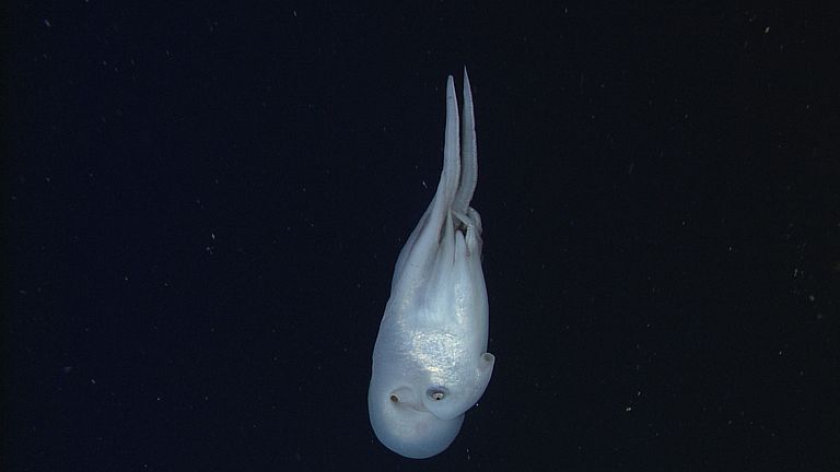 Besser versteckt, aber auch dieses Exemplar von Haliphron atlanticus hält eine Qualle. Foto: MBARI