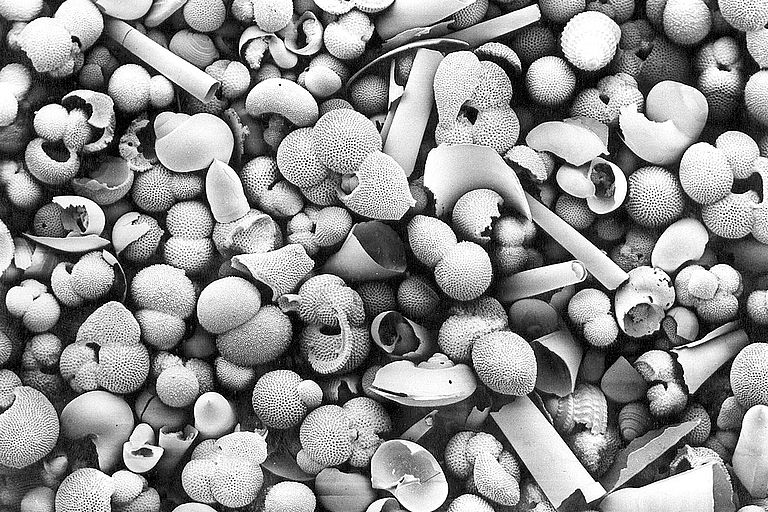 Shells of dead foraminifera in the scanning electron microscope. Photo: Ch. Hemleben
