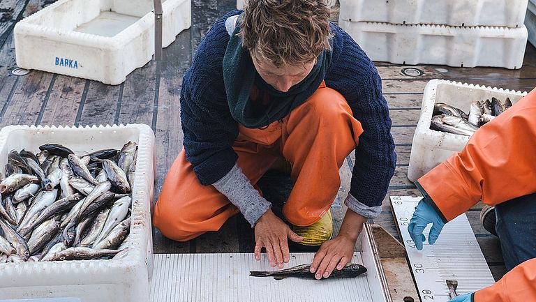 A woman on board a research vessel measures a small fish.