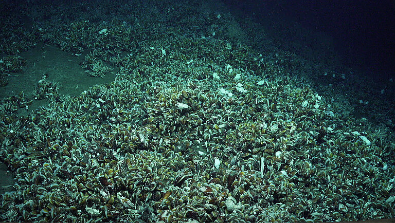 Dichter Muschelteppich in der Tiefsee