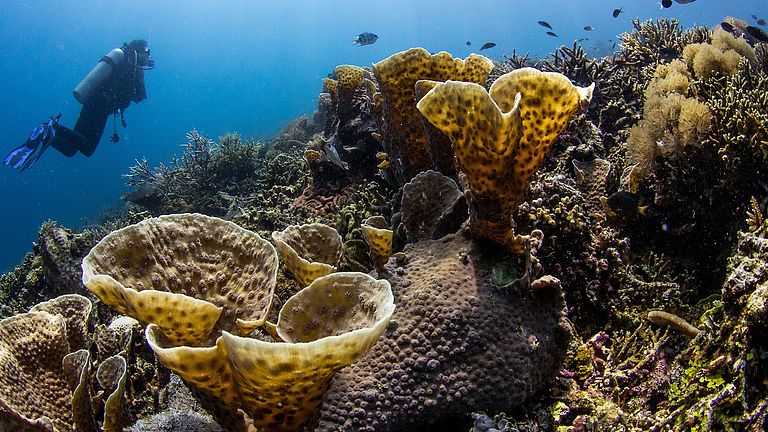 Korallen sind Polypen, die sich mit einer Art Bodenplatte zeitlebens an Substraten verankern, wo sie oft Kolonien bilden.