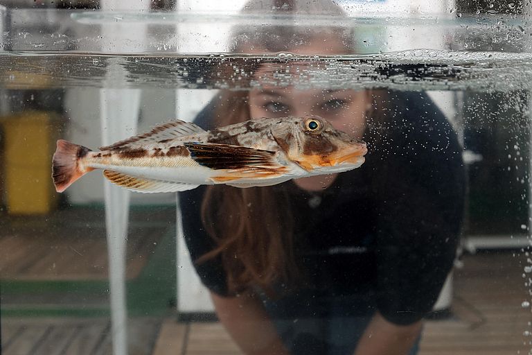 Auge in Auge mit Tiere der Nord- und Ostsee - beim Open Ship auf FS ALKOR kein Problem. Foto: Jan Steffen/GEOMAR