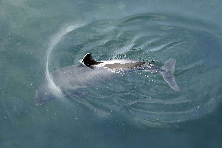 Der Schweinswal gehört zu den Arten, die in Nord- und Ostsee geschützt werden sollen. Foto: Sven Gust, BfN