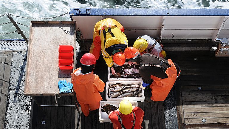 Forschende beugen sich an Bord eines Schiffes über eine Wanne mit gefangenen Fischen