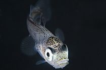 Junger Dorsch. Foto: Fredrik Jutfelt/NTNU