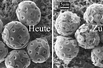 Zwei Rasterelektronenmikroskop-Aufnahmen der Kalkalge Calcidiscus leptoporus. Gezeigt sind jeweils sechs Zellen, die im Labor unter verschiedenen CO2-Bedingungen gehalten wurden. Die linke Aufnahme zeigt die Kalkalge unter CO2-Bedingungen, wie sie heute im Ozean vorherrschen. Die rechte Aufnahme zeigt die Kalkalge unter den CO2-Bedingungen, wie sie bei unverminderten CO2-Emissionen für das Jahr 2100 erwartet werden. Kalkalgen Calcidiscus leptoporus leben als Einzeller. Die Experimente und Aufnahmen wurden am IFM-GEOMAR gemacht. Quelle: IFM-GEOMAR