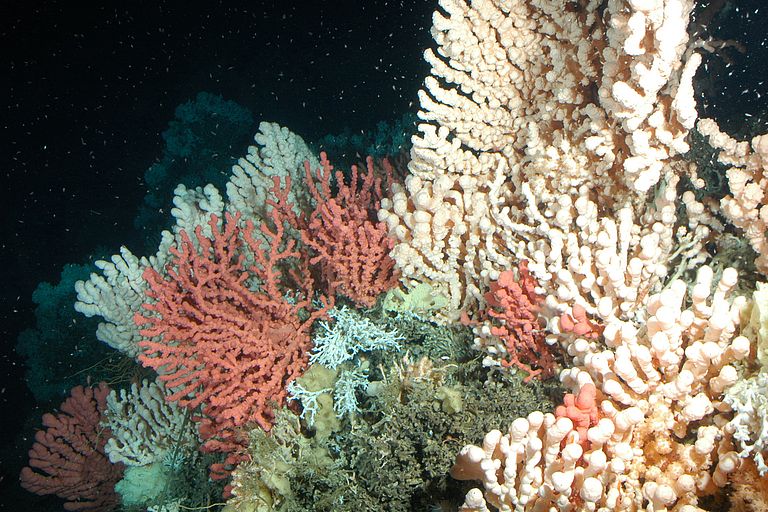 Cold water coral reefs also belong to the ecosystems that are affected by oceanic acidification. Photo: JAGO Team, GEOMAR (CC BY 4.0)