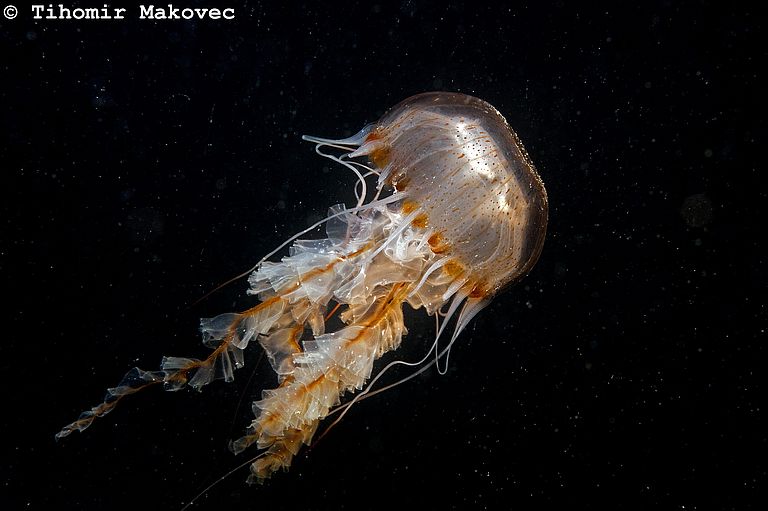 A compass jellyfish (Chrysaora hysoscella) is a very common species in coastal waters of the Atlantic and Mediterranean. Photo: Tihomir Makovic