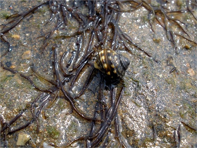 Die Alge Gracilaria vermiculophylla und die Schneckenart Littorina brevicula – einen wichtigen Fraßfeind der Alge in Ostasien. Foto: F. Weinberger, GEOMAR.