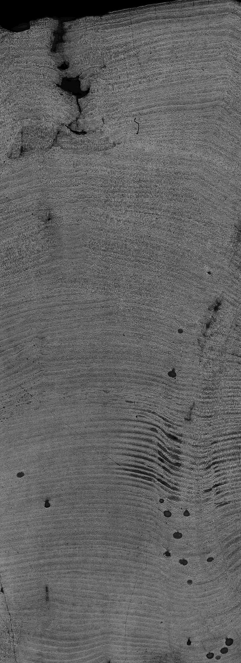 Ein Schnitt durch die Rotalge Clathromorphum zeigt jährliche Wachstumsbänder, vergleichbar mit den Jahresringen von Bäumen. Das Bild zeigt ca. 150 Jahreslagen; der Maßstab von oben nach unten beträgt etwa 2,5 Zentimeter. Foto: Jochen Halfar
