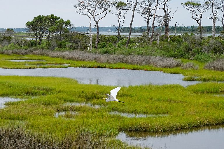 Salt marsh on Assateague Island in the United States. Photo: Sara Cottle via Unsplash