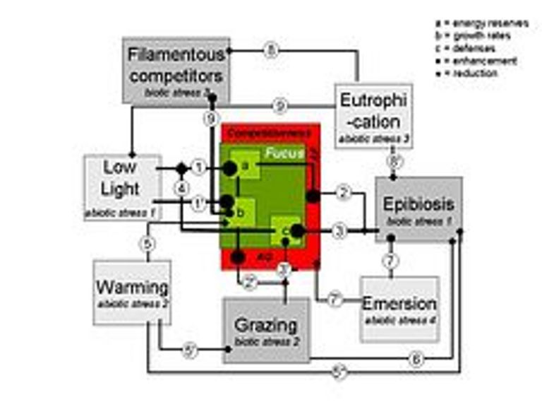 Komplexe Ökosysteme: Diese schematische Darstellung zeigt Wechselwirkungen, die bei nur leichten Umweltveränderungen auf den Blasentang wirken. Bei steigenden Durchschnittstemperaturen steigt beispielsweise die Beschattung durch Plankton und Aufwuchs – der Blasentang bekommt also weniger Licht. Das lässt seine Energiereserven schmelzen, was wiederum seine Abwehr gegen Krankheitserreger und Fraßfeinde schwächt – was dadurch verstärkt wird, dass unter höheren Temperaturen das Infektionsrisiko steigt und Fraßfeinde hungriger sind. Reduzieren Fressfeinde die Blattfläche, mit der die Alge Photosynthese betreiben kann, verstärkt sich der Energiemangel weiter. Grafik: M. Wahl nach Wahl et. al. 2011