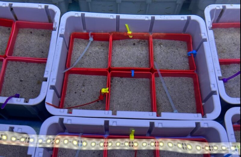 Six small red boxes in a grey plastic box. Each red box is filled with sadn and marked with a colorful cable tie.