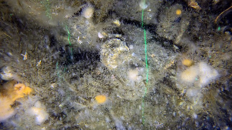  Oysters on the seabed, underwater shot