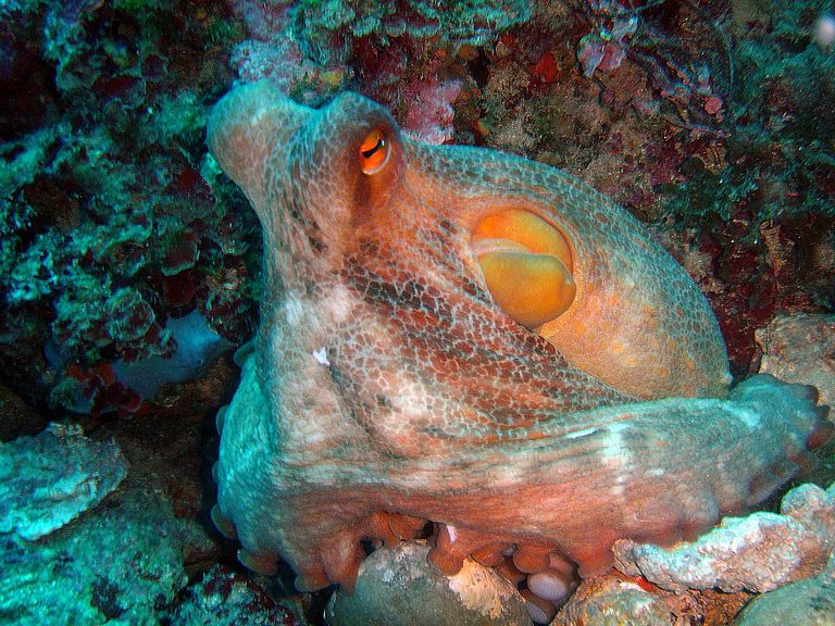 Eine der "Kraken vom Stromboli". Foto: Sigurd Tesche