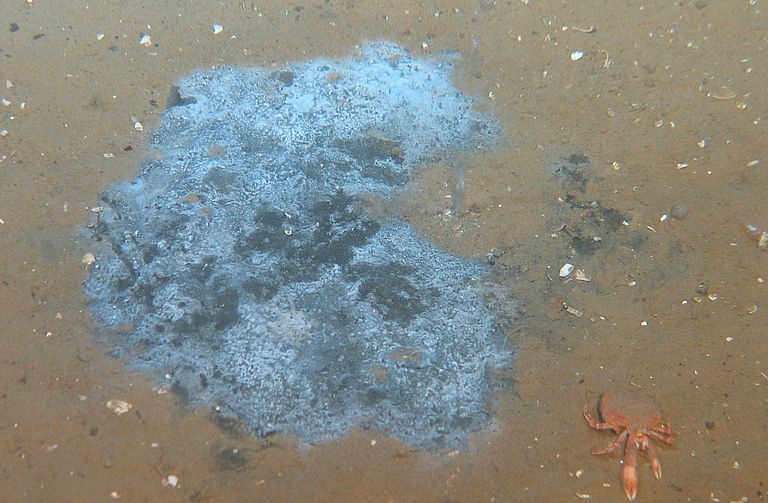 Methanzehrende Bakterienmatten am Meeresboden. Foto: ROV KIEL6000, GEOMAR.