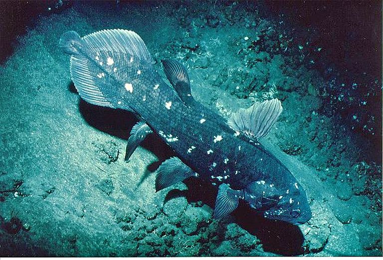 A coelacanth (lobe-finned fish) (Latimeria chalumnae), photographed during a JAGO ​​dive. Photo: Jürgen Schauer, GEOMAR