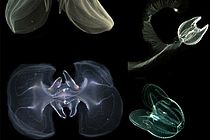 Life stages of the comb jelly Mnemiopsis leidyi 