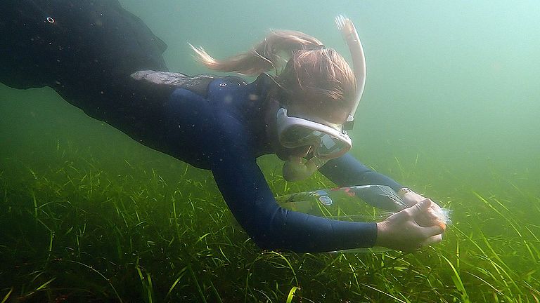 Angela Stevenson vom Projekt Seagrass Blue Carbon bei der Untersuchung einer Seegraswiese