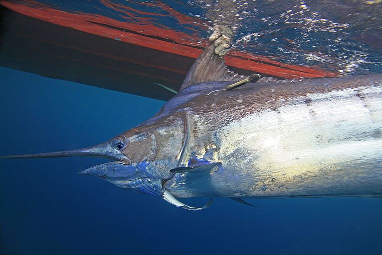 Large fish like this Marlin are dependent on sufficient oxygen supply.  Previous studies have already shown that reduction in oxygen content is limiting their habitat . Photo courtesy by Bill Boyce