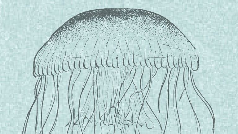 Cover "Naturkunden" Quallen