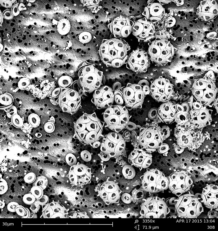 Die zweite Kalkalge im Versuch war Gephyrocapsa oceanica. Foto: Luisa Listmann, GEOMAR