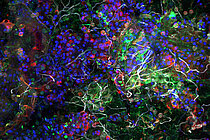 Grüne, violette und dunkelblaue leuchtende Pünktchen auf schwarzem Hintergrund
