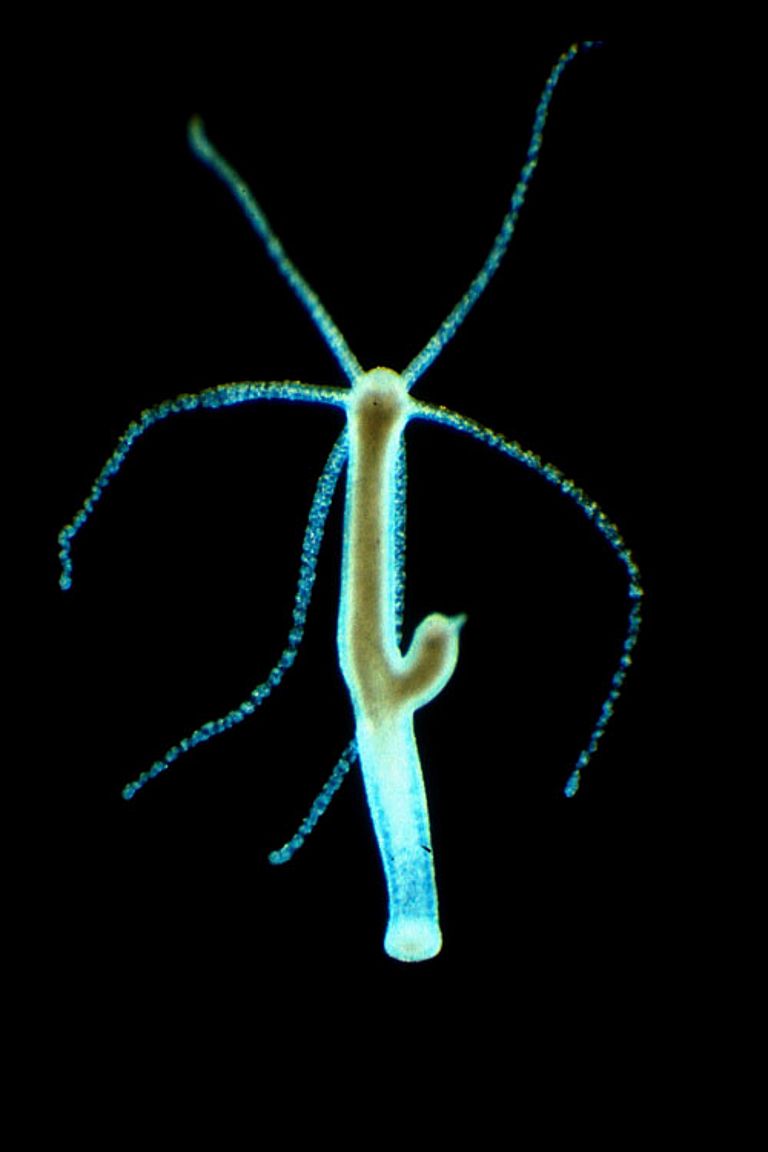 Neben dem Menschen untersuchen die Forschenden vor allem Modellorganismen wie den Süßwasserpolypen Hydra, um das Zusammenspiel zwischen Mikroorganismen und vielzelligen Lebewesen besser zu verstehen. Foto: Thomas Bosch, CAU