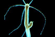 Neben dem Menschen untersuchen die Forschenden vor allem Modellorganismen wie den Süßwasserpolypen Hydra, um das Zusammenspiel zwischen Mikroorganismen und vielzelligen Lebewesen besser zu verstehen. Foto: Thomas Bosch, CAU