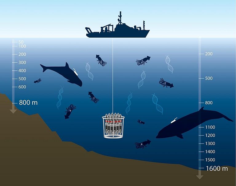 Schematic diagram illustrating the sampling of squid environmental DNA (eDNA) in the foraging areas of Risso's dolphins (left) and Cuvier's beaked whales (right). Hunting zones and sampling depths are determined by recording the foraging behavior of the two species using non-invasive sound and motion recording tags. Graphic: C. Kersten, GEOMAR in Visser et al., 2021.