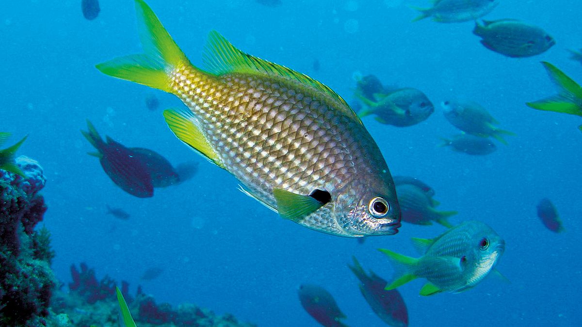 In kapverdischen Küstengewässern gibt es mehr als 20 endemische Fischarten.
