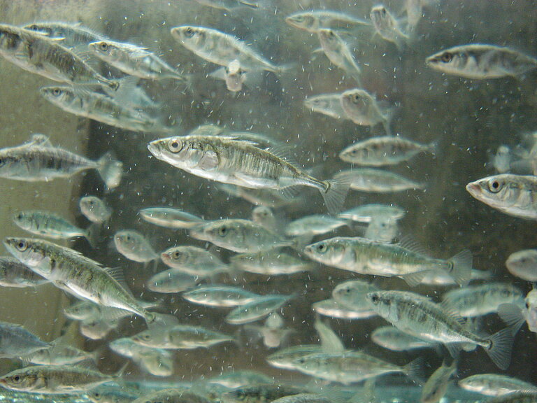 A school of small silver fish