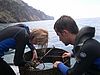 The fouling communities on the settlement panels are disturbed by the use of a cylinder. A part of the communities' biomass is removed. Photo: Team Madeira.