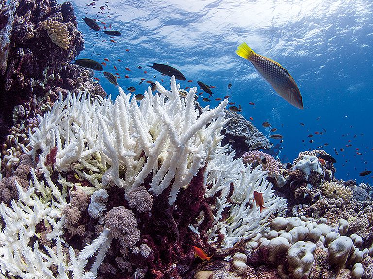 Steinkoralle der Gattung Acopora. Mit steigender Wassertemperatur stoßen tropische Korallen ihre Zooxanthellen ab und entfärben sich dabei. Im schlimmsten Fall führt diese Korallenbleiche zum Tod ganzer Riffe. Foto: Anna Roik / GEOMAR