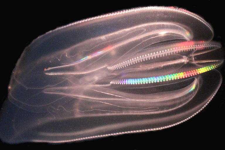A comb jellyfish Mnemiopsis leidyi. Photo: Cornelia Jaspers /GEOMAR/DTU Aqua