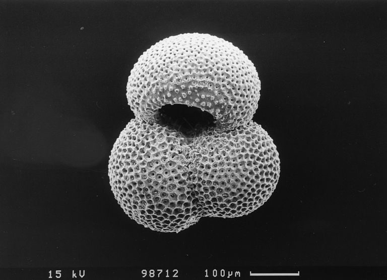 Beispiel einer Foraminifere. Foto: T. Böschen.