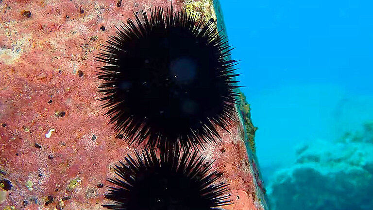 Two black, spiny sea urchins on a red rock in the sea