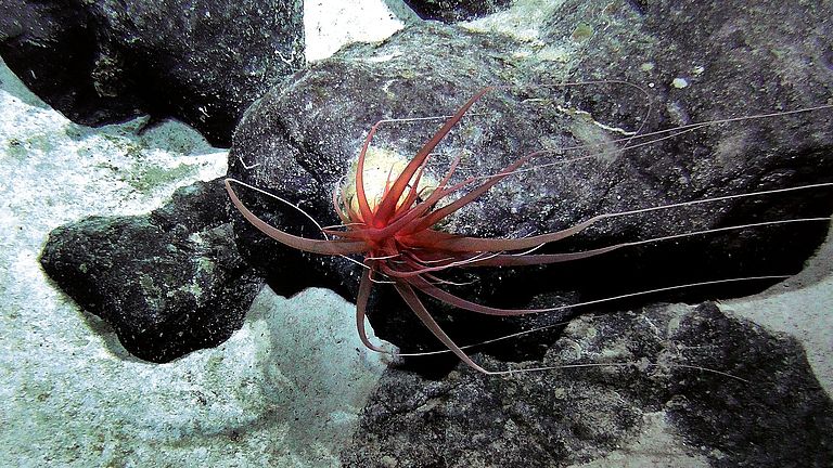 Artenvielfalt an Seamounts im Zentralpazifik: Weichkoralle