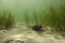 Sea grass in the Baltic sea.