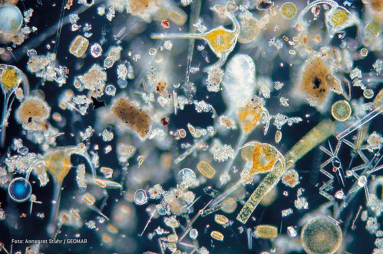 Die Vielfalt des Phytoplanktons erkennt man nur unter dem Mikroskop.  Foto: Annegret Stuhr / GEOMAR