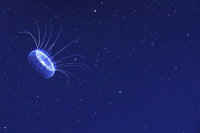 Jellyfish Solmissus. Photo: Henk-Jan Hoving/GEOMAR aus dem Tauchboot JAGO