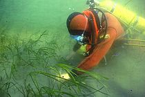 Seegraswiese in der Kieler Bucht. Foto: Thorsten Reusch, GEOMAR
