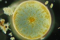 Eine einzellige Pflanze unter dem Mikroskop
