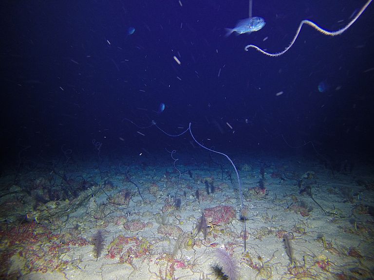 Eine Unterwasseraufnahme des Landers. Foto: Henk-Jan Hoving/GEOMAR
