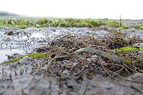 The invasive red seaweed Agarophyton vermiculophyllum at the collection site in California. Photo: S. Krueger-Hadfield