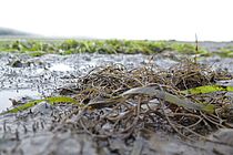 Die invasive Rotalge Agarophyton vermiculophyllum an der Sammelstelle in Kalifornien. Foto: S. Krueger-Hadfield
